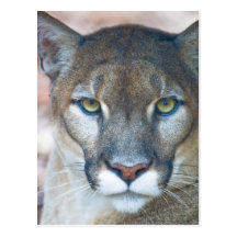 Cougar, mountain lion, Florida panther, Puma Postcard