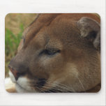 Cougar mousepads