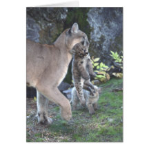 Cougar Mum and Cubs Card