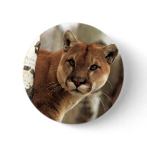 Cougar Photograph
