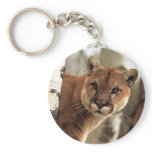 Cougar Photograph keychains