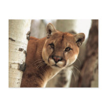 Cougar Photograph
