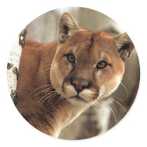 Cougar Photograph