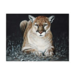 Cougar Post Cards
