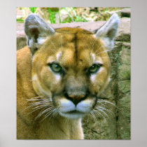 Cougar Poster