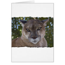 Cougar Pounce Greeting Card