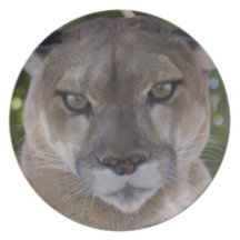 Cougar Pounce Plate