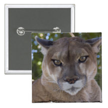 Cougar Pounce Square Button