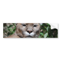 Cougar Predator Bumper Sticker