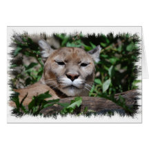 Cougar Predator Greeting Card
