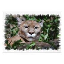 Cougar Predator Invitation