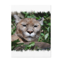 Cougar Predator Postcard