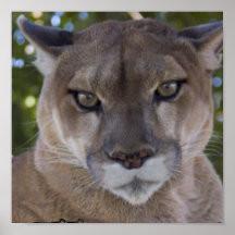 Cougar Predator Print