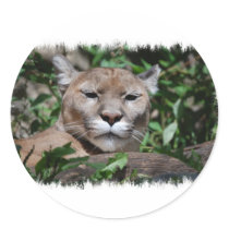 Cougar Predator Sticker