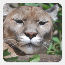 Cougar Predator Stickers