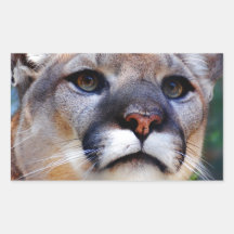 Cougar Rectangle Sticker