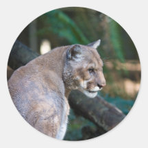 cougar round sticker
