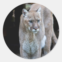 cougar round sticker