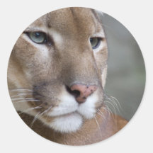 COUGAR ROUND STICKER