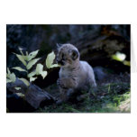 Cougar-six week old cub cards