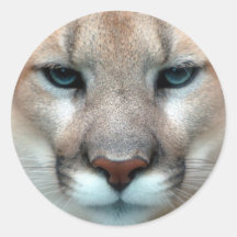 COUGAR STICKER