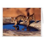 cougar twin cubs cards