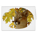 COUGAR UNDER MAPLE cards