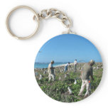 Counting Laysan Albatross Nests Key Chain