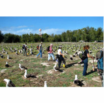Counting Laysan Albatross Nests Acrylic Cut Outs