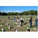 Counting Laysan Albatross Nests photo sculptures