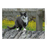 "Country Cat in England" (2) Cards