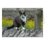 "Country Cat in England" Greeting Cards