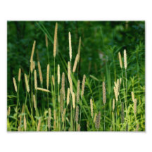 Country Feeling 10 x 8 Photographic Print