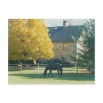Country Horse - postcard