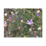 Country Meadow Post Card