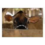 County Fair card