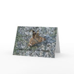Coupled Buckeye Butterflies cards