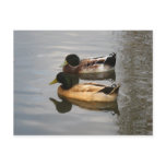 COUPLING MALLARDS postcards