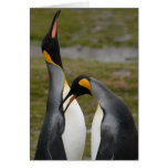 Courting King Penguins Greeting Cards