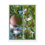 COURTLAND APPLE BOOKMARKS postcards