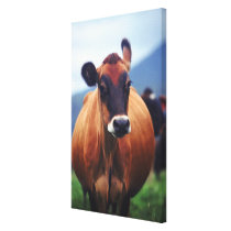 cow 4 gallery wrapped canvas
