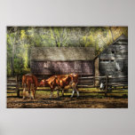 Cow - A couple of Cows posters