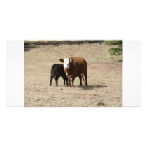 Cow and Baby photo card