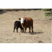 Cow and Baby photo sculpture