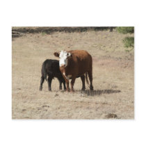 Cow and Baby postcard