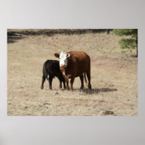 Cow and Baby poster