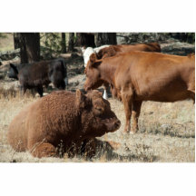 Cow and Bull photo sculpture