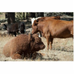 Cow and Bull photo sculpture