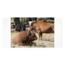 Cow and Bull photocard Photo Greeting Card