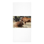 Cow and Bull rack cards rack cards
